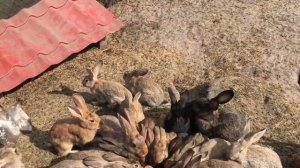 Разведение кроликов в яме, но не в яме. Breeding rabbits in the pit, but not in the pit .