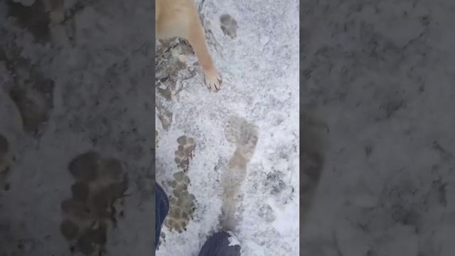 купил собаки новый ошейник смотреть онлайн