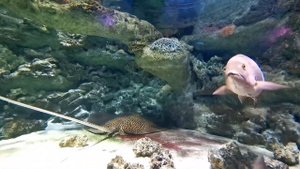 В синем море...