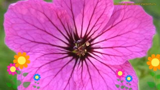 Герань гибридная Рэд Адмирал. Краткий обзор, описание характеристик geranium hybrid Red Admiral смотреть онлайн