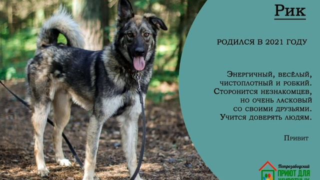 Первый Петрозаводский Общественный Приют - дорога к своему сердцу смотреть онлайн