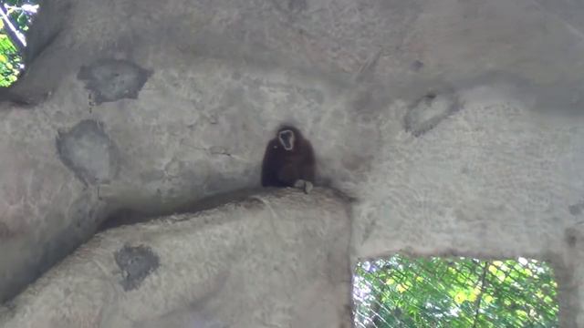 Поющие Обезьяны смотреть онлайн