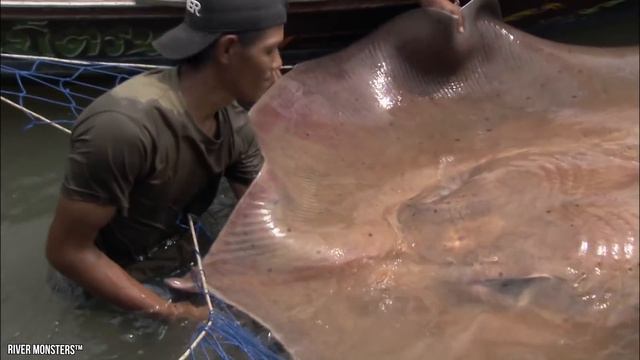 15 HUGE Animals Caught On Camera! смотреть онлайн