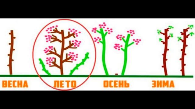Ремонтантная малина : посадка и уход, обрезка и размножение, сорта.