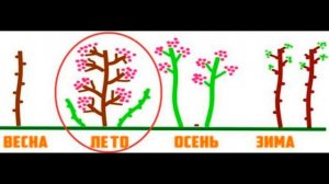 Ремонтантная малина : посадка и уход, обрезка и размножение, сорта.