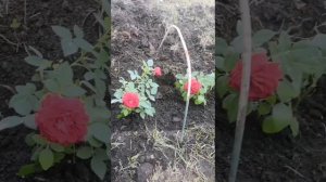 Как пересадить миниатюрные розы в открытый грунт