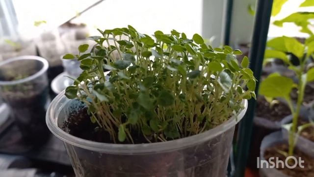 Влог / Приехала на дачу проверить обстановку/Моя рассада на 10 апреля смотреть онлайн