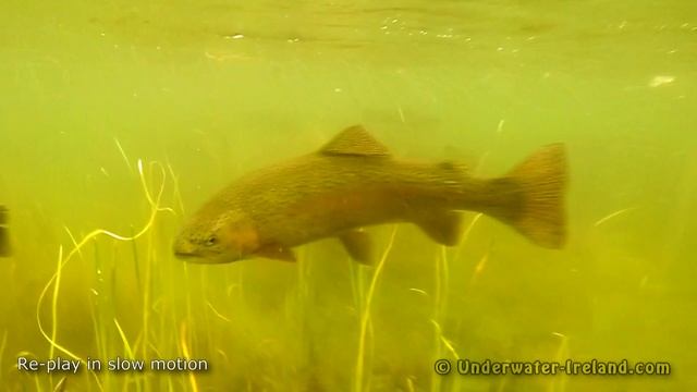Fishing: trout attack fly underwater. Рыбалка форель атакует муху подводная съёмка. смотреть онлайн