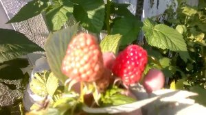 малина журавлик