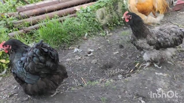 Куры несушки породы Орпинктон, голубой расцветки all about blue Orpinkton chickens смотреть онлайн