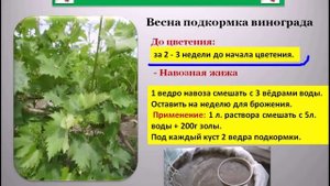 Удобрение и подкормка винограда