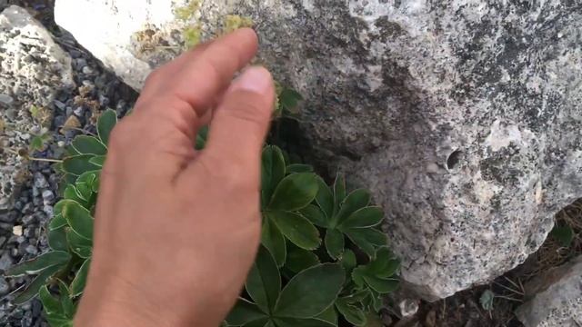 ЗАКЛАДЫВАЮ САД В АНГЛИЙСКОМ СТИЛЕ; АЛЬПИЙСКАЯ ГОРКА, РОЗАРИЙ, МИКСБОРДЕРЫ (ИЮНЬ 2019)