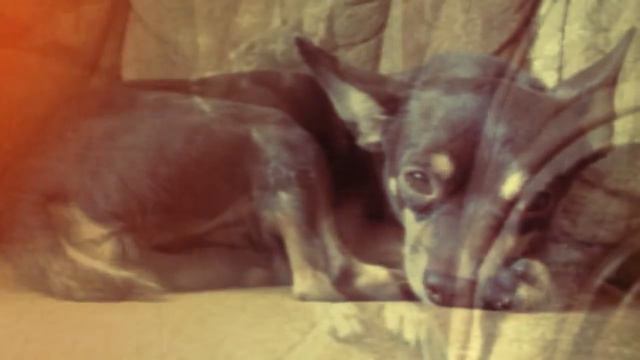 Кожа в которой я живу (La Piel Que Habito) смотреть онлайн