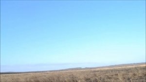 Веймарская легавая (веймаранер) & заяц  Краснодарский край, ст. Староминская (охота)