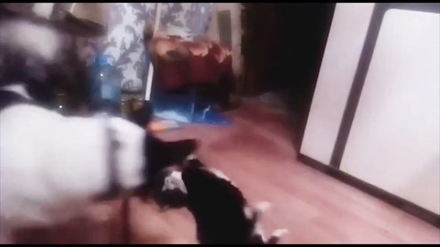 Пес и кот- лучшие друзья!? смотреть онлайн