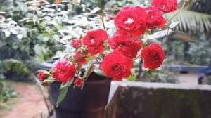 Red Cascade Rose/ Miniature Rose/ GREEN Foodiez