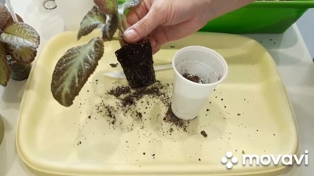 КОМНАТНЫЕ РАСТЕНИЯ(ЦВЕТЫ).ЦВЕТОЧНЫЕ ДЕЛА.ПЕРЕСАДКА ЭПИСЦИЙ.