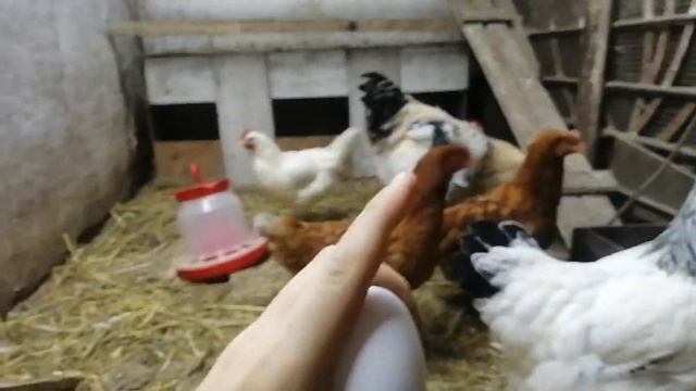 что должно быть в каждом курятнике смотреть онлайн