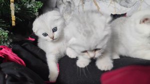 шотландские котята серебристая шиншилла