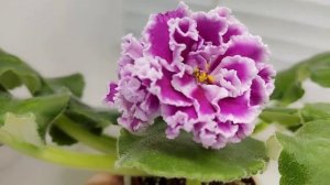 Фиалка ПТ-Катерина