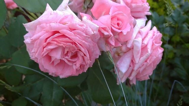 Любимая роза моего сада ИНСТИТУТ ЛЮМЬЕР??? смотреть онлайн