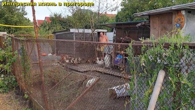 Сделала яркий маникюр, Утка опять несёт  яйца , Долгожданная прохлада, Влог