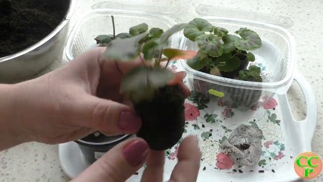 Пеларгония из семян: пересадка. смотреть онлайн