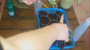 Бегония вечноцветущая. Размножение. Сохранение.