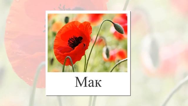 Цветы. Карточки Домана для детей. Развивающая презентация названия и фото. смотреть онлайн