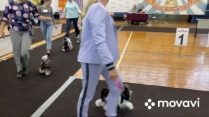 Бивер терьер Захарка. На выставку с Красноярска в Новосибирск и обратно.