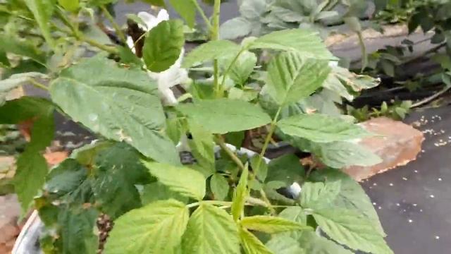 Малина Энросадира. смотреть онлайн