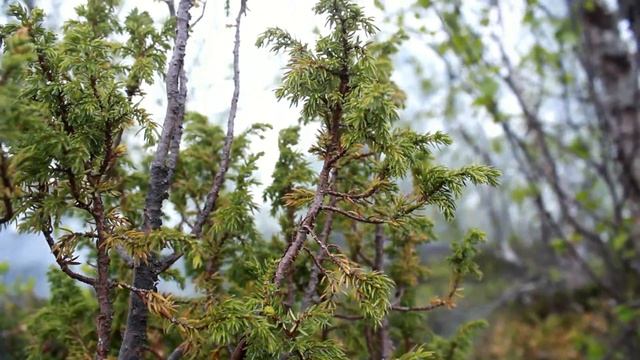 14.06.15 Лес, река, кормим лемминга хлебом, УБАВЛЯЙТЕ ЗВУК! смотреть онлайн