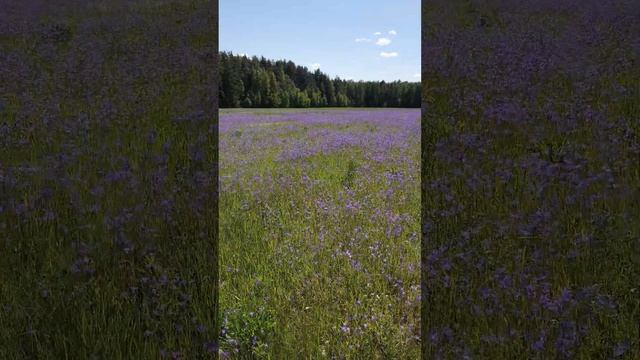 Кукла "Минуш" Василиса на колокольчиковом поле, Тверская область