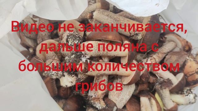 Грибной сбор. Где и как искать подберезовики.
