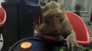 перекус (яванские макаки Семён и Маруся)