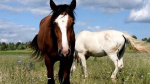 5 минут в табуне. Лошади на свободе / The life of horses in Russia