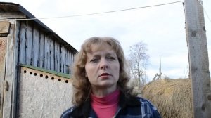 Кормление новорожденных телят