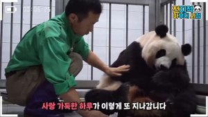 Смотритель зоопарка заботится о своей Панде, которая только что родила.