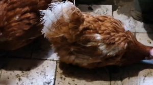 Куры несушки на даче. Купили кур на рынке.