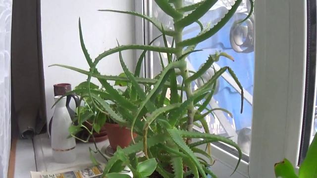 Лечебный цветок Алоэ смотреть онлайн