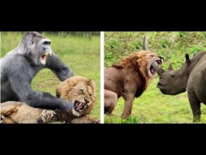 10 Animals That Can Defeat A Lion.mp4