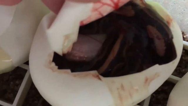Королевский питон кладка  Ball python clutch #1 Ghi x Black Bee