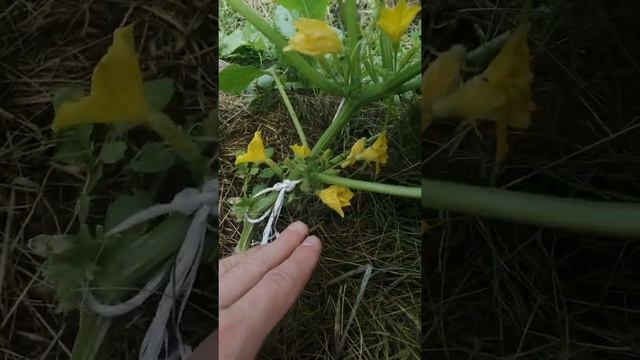 9июля. Так обстоят дела.