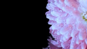 Macro Flowers 4K HDR 60fps Dolby Vision