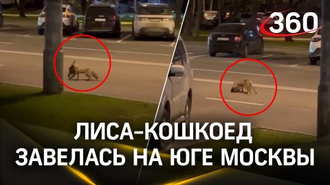 Лиса-кошкоед завелась на юге Москвы: пока известно об одной жертве хищницы