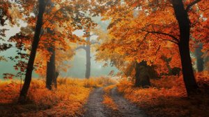 Анатолий Могилевский NEW ''В твоих глазах печаль и радость''