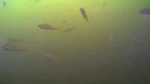 Зимняя рыбалка - рыбки | Подводная видео съемка камерой Fish Finder Camera 350 DVR (FDV-031)