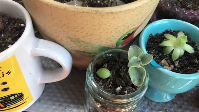 Birthday Plant Tour смотреть онлайн