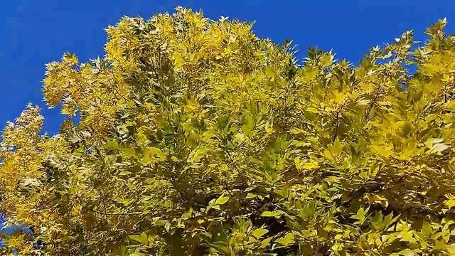 В #багрец и #золото одетые леса #осень In #crimson and #gold-clad forests #autumn смотреть онлайн