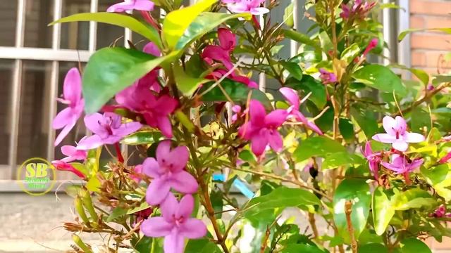 Shooting Star || Bunga Bintang Jatuh || Pseuderanthemum Laxiflorum
